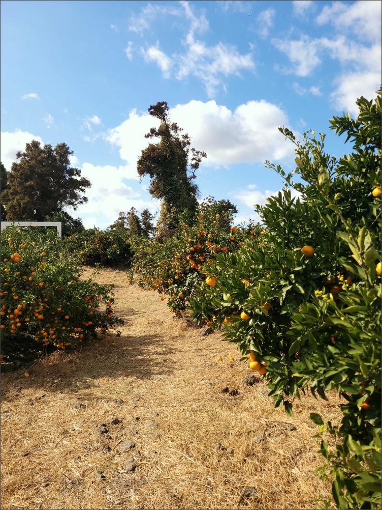 감귤-따기-체험