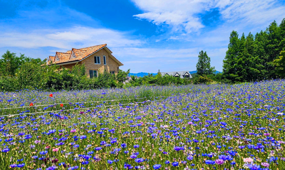 하늬라벤더팜 수레국화