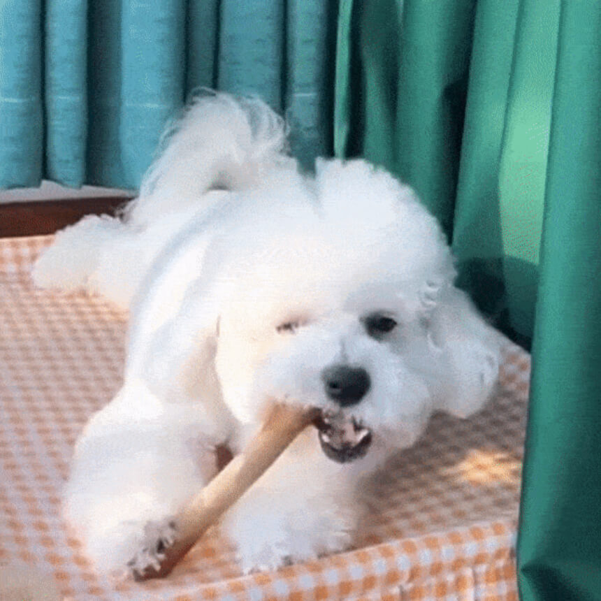 강아지 이갈이 시기