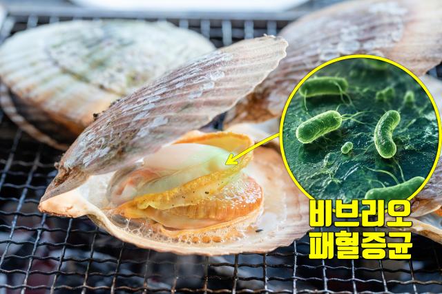 식중독 음식 조개