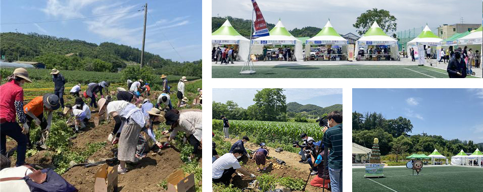 괴산 감물감자축제 일정 장소 초대가수 감자캐기 체험