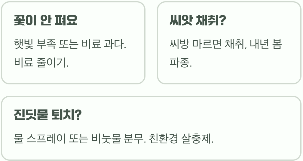나팔꽃 씨앗 파종 시기와 방법, 발아율 100% 높이는 꿀팁 대공개