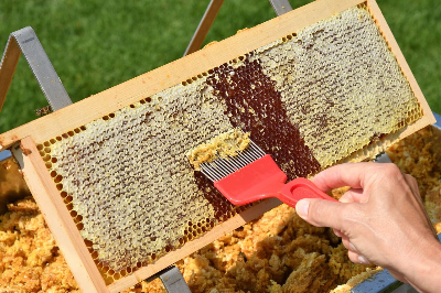 꿀을 추출하는 작업