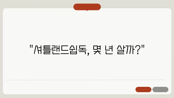 셔틀랜드쉽독 수명 알아보기