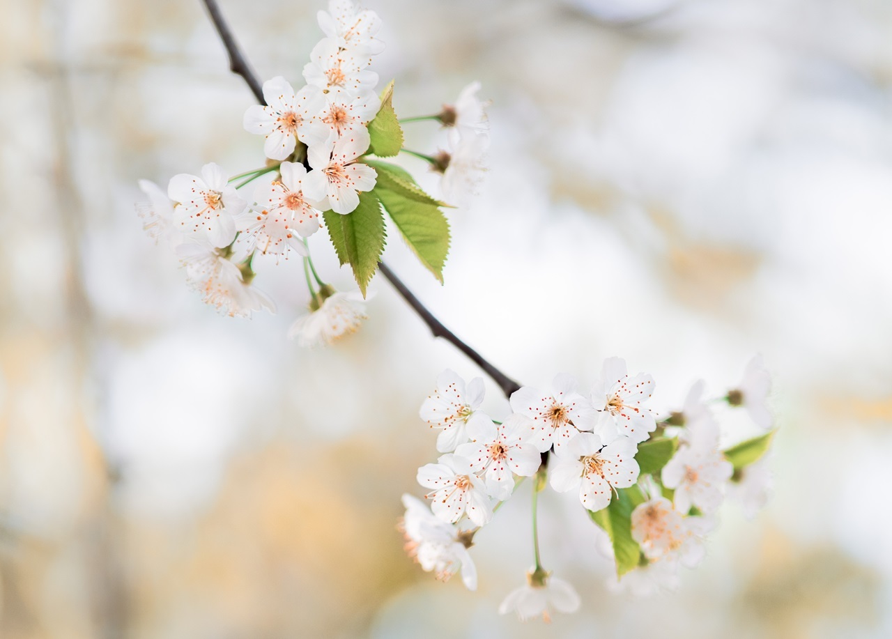 서울근교 벚꽃명소