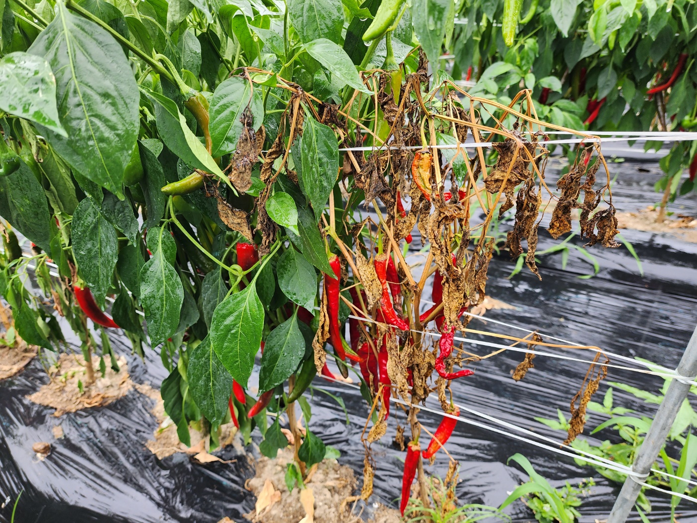 고추병충해 종류 사진 방재, 역병 탄저병 바이러스병 풋마름병