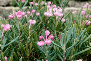 로즈마리효능15