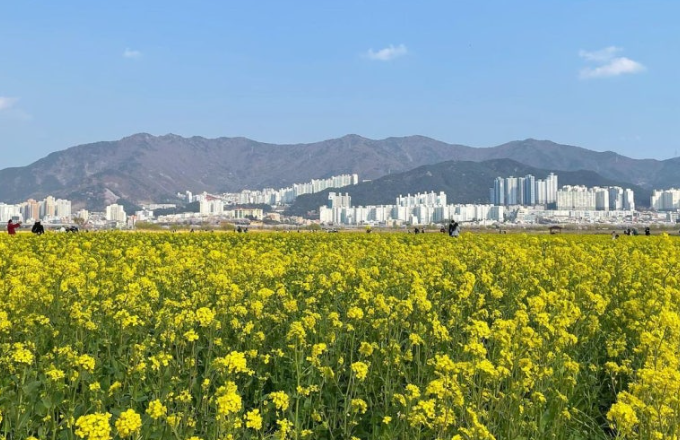  대저생태공원 유채꽃밭
