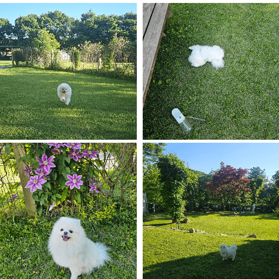 네이처독-애견-카페