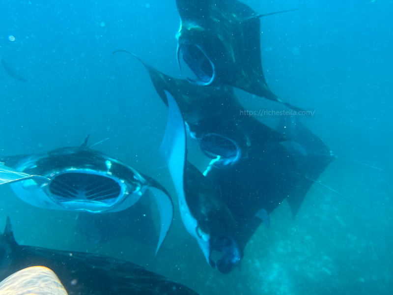 만타가오리 스노쿨링