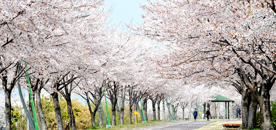 화사한 연분홍 벚꽃, 삼락벚꽃길