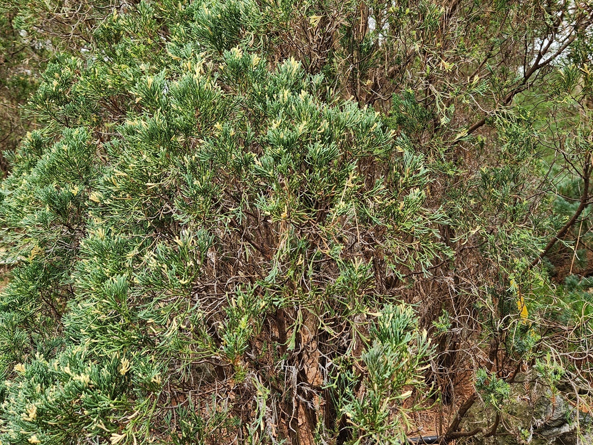 향나무 알보픽타