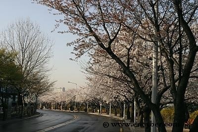 벚꽃 개화시기