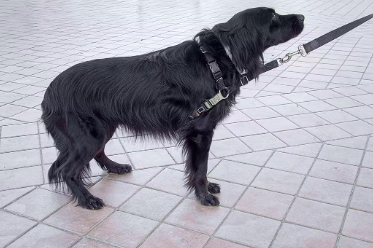 개가 꼬리를 내리고 찔끔찔끔 흔들 때의 기분.