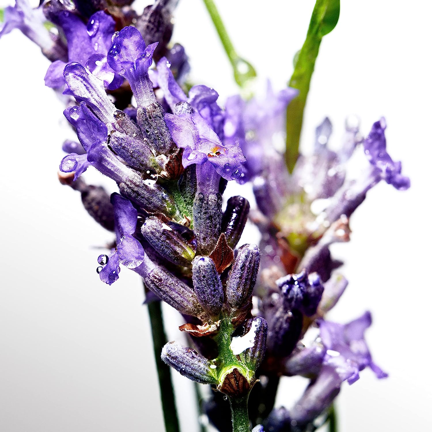 alt="다비도프향수"