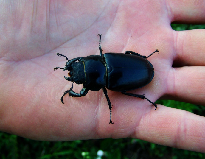 사슴벌레 곤충체험