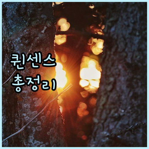 2024년형 퀸센스 선풍기 비교 가이..