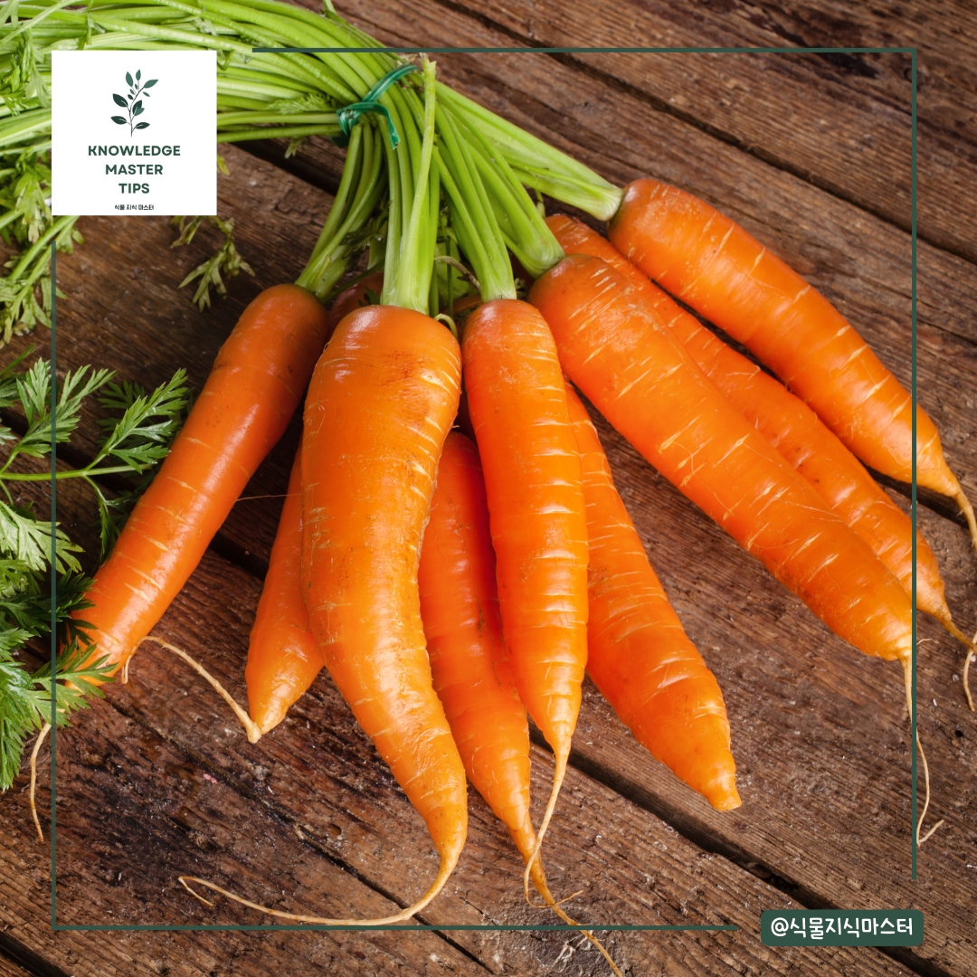 8월에 심기 좋은 농작물 - 당근
