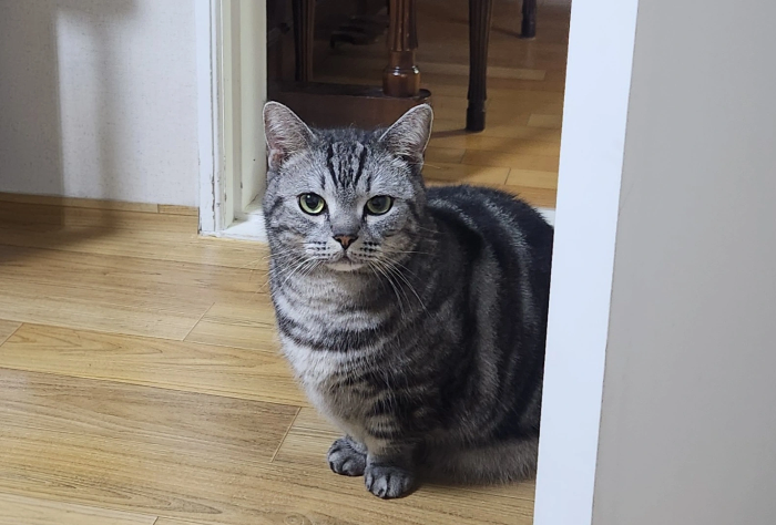 여름철 반려동물의 행동