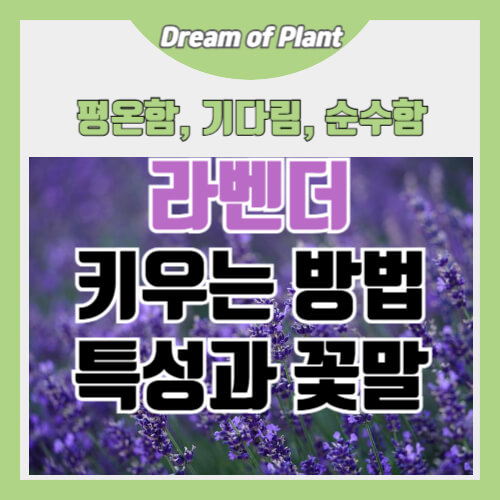 라벤더 키우는 방법 썸네일 이미지