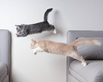 고양이-골격-근육