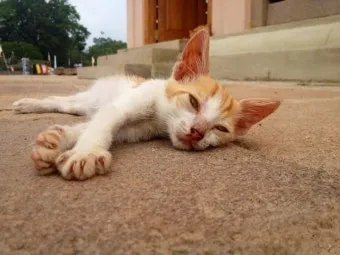 집고양이 vs 길고양이 평균 수명 차이 심층 분석_16