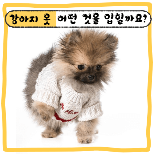 옷을 입고 있는 강아지