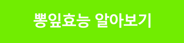 국산 발효뽕잎차 추천