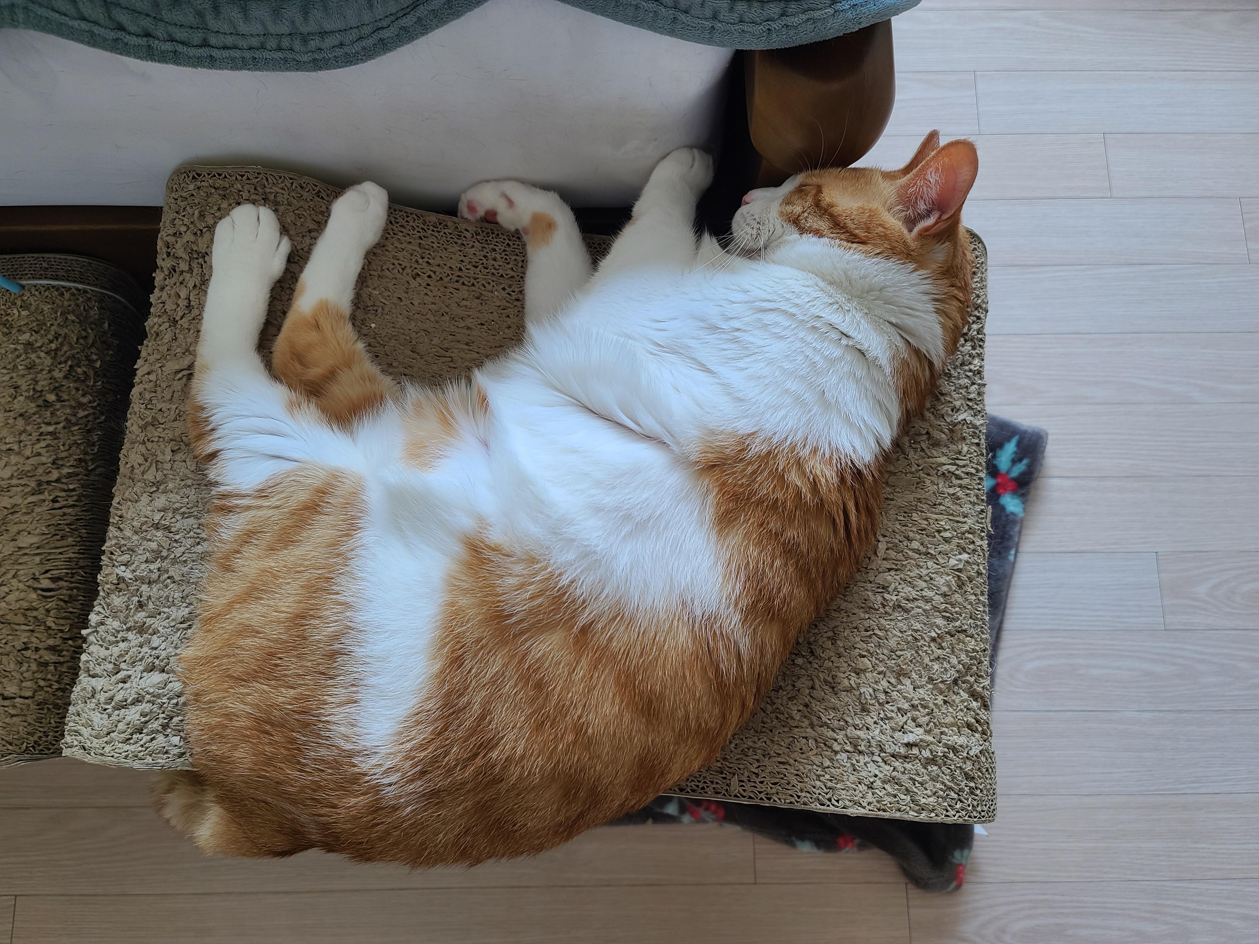 일요일. 오늘아침 평화로운 고양이들.