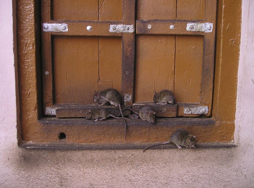 2026년 쥐띠 운세 총정리|금전운·건강운·연애운 완벽 해석