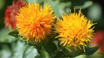 홍화씨 기름 효능 8가지 사용법 부작용에 대해서 알아보기_15