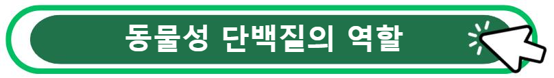 동물성 단백질의 역할 알아보기