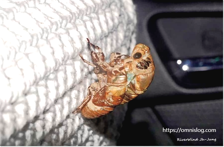 시간을 기다리는 매미애벌레