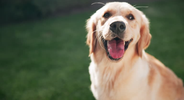 죽은 강아지 꿈