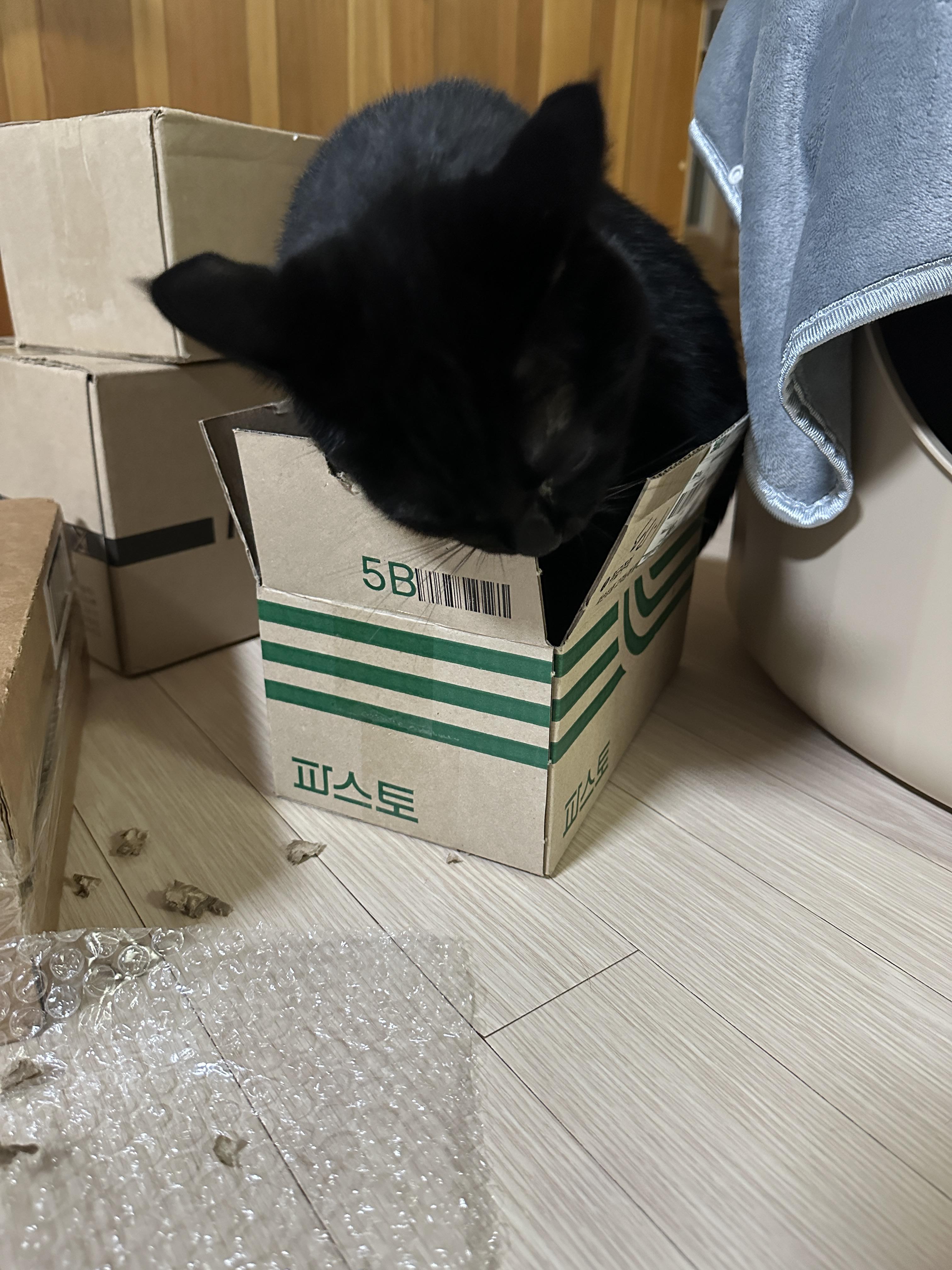 취미로_택배_상자_뜯는_올블랙고양이_건이_2