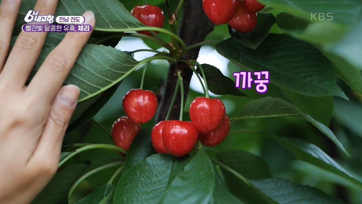 6시내고향-진도-체리