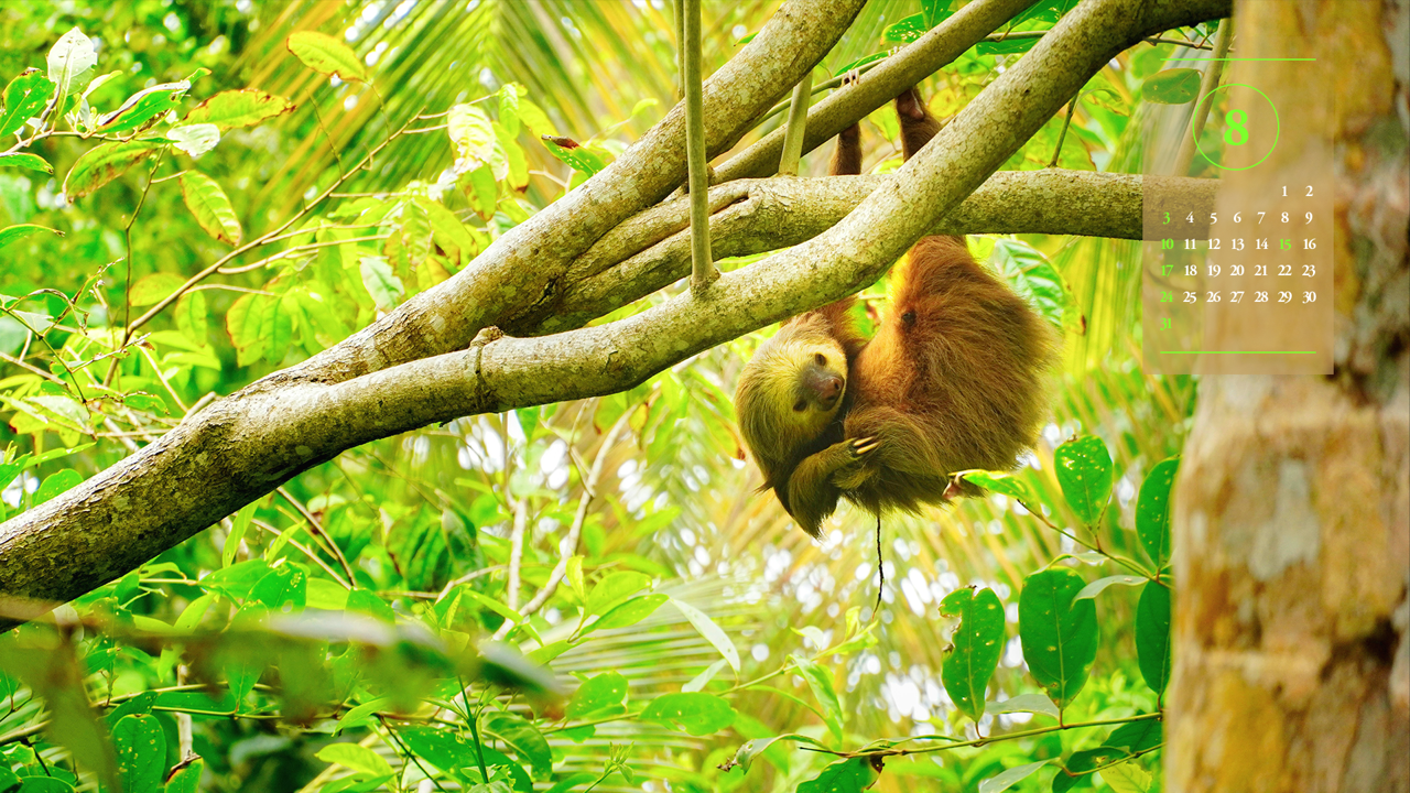 13 거꾸로 매달린 나무늘보 A - 2025년8월 노트북배경화면
