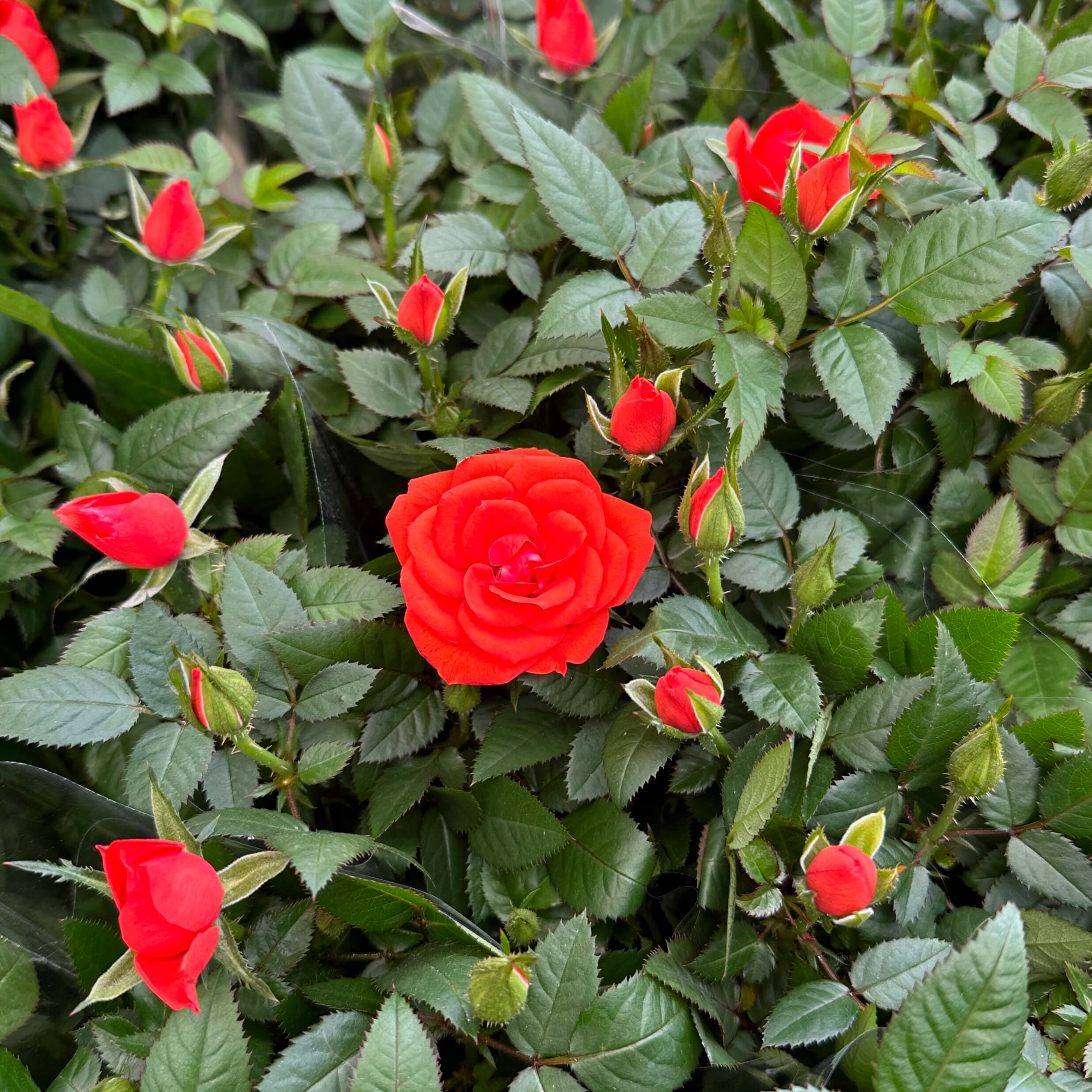 장미꽃 묘목 모종 키우는 방법