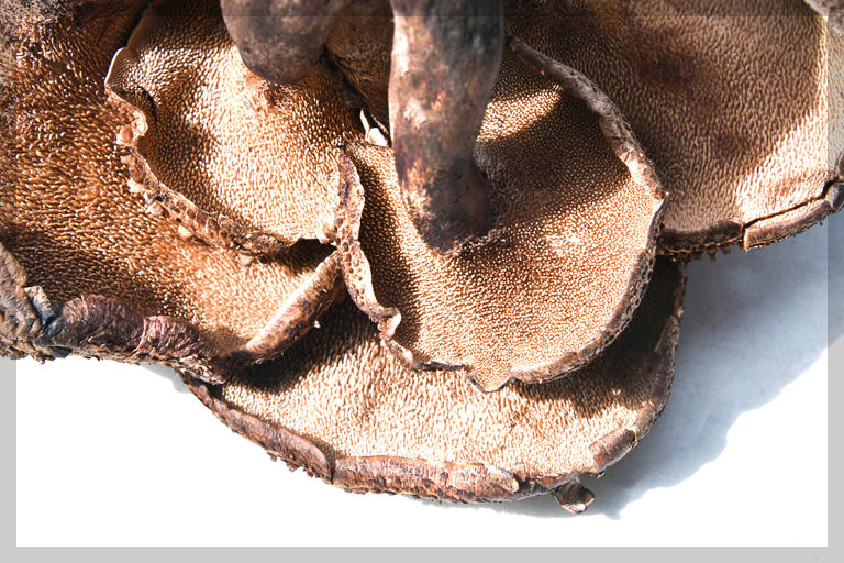 2025년 트렌드 푸드: 버섯, 꿀, 콜드브루