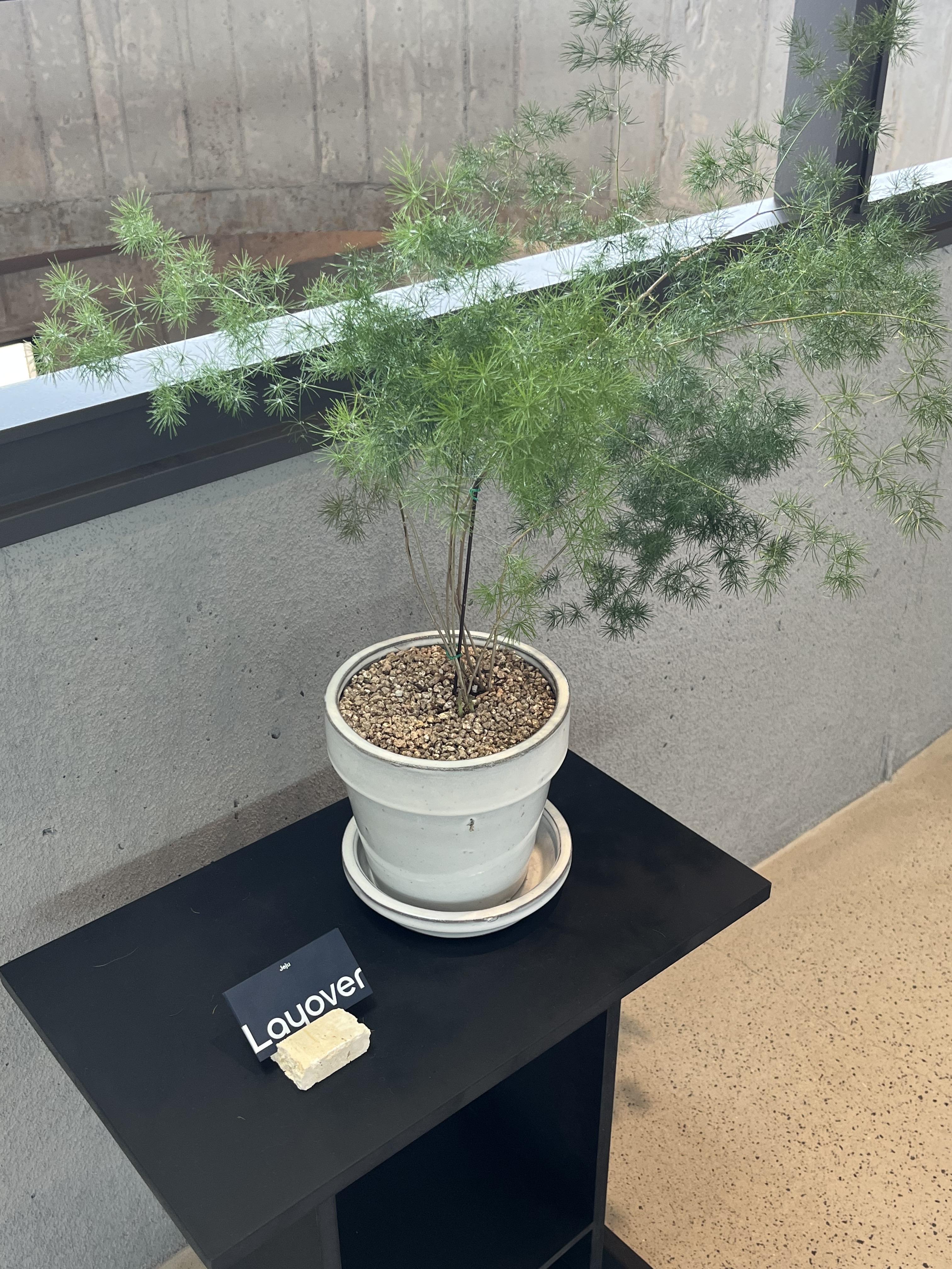 제주 조천 오션뷰 코난비치 레이오버 카페