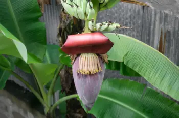 바나나 효능 및 영양소, 부작용