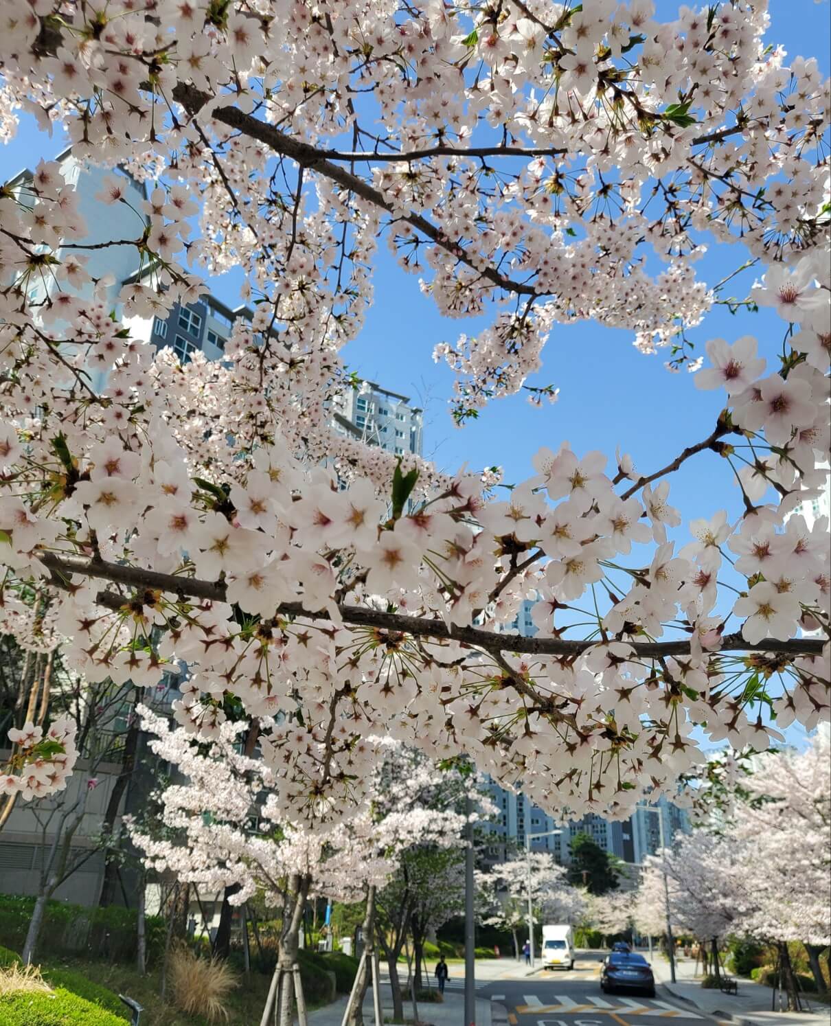 벚꽃 개화시기와 전국 벚꽃명소