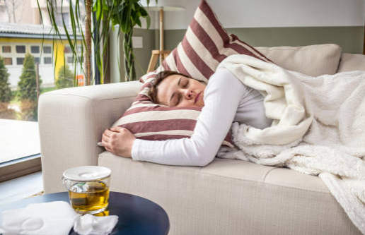 사과 대추 효능과 사과 대추 수확 시기