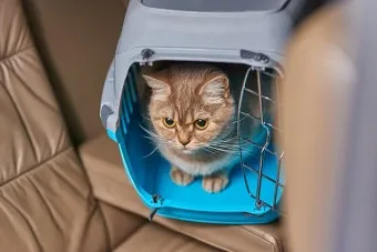고양이 이동장, 이동가방 추천, 이동 백팩, 케이지_30