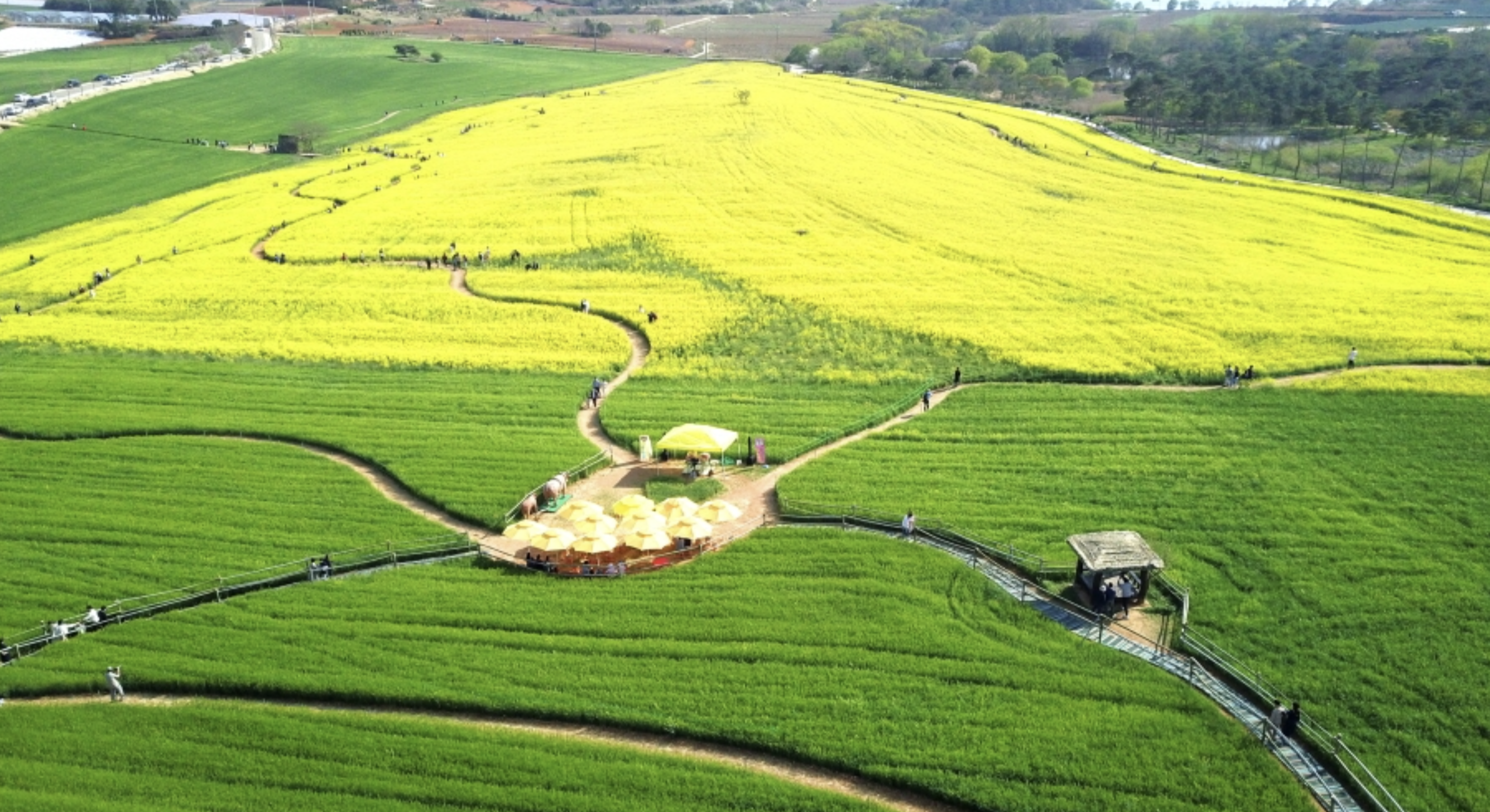 2025 고창 청보리밭 축제