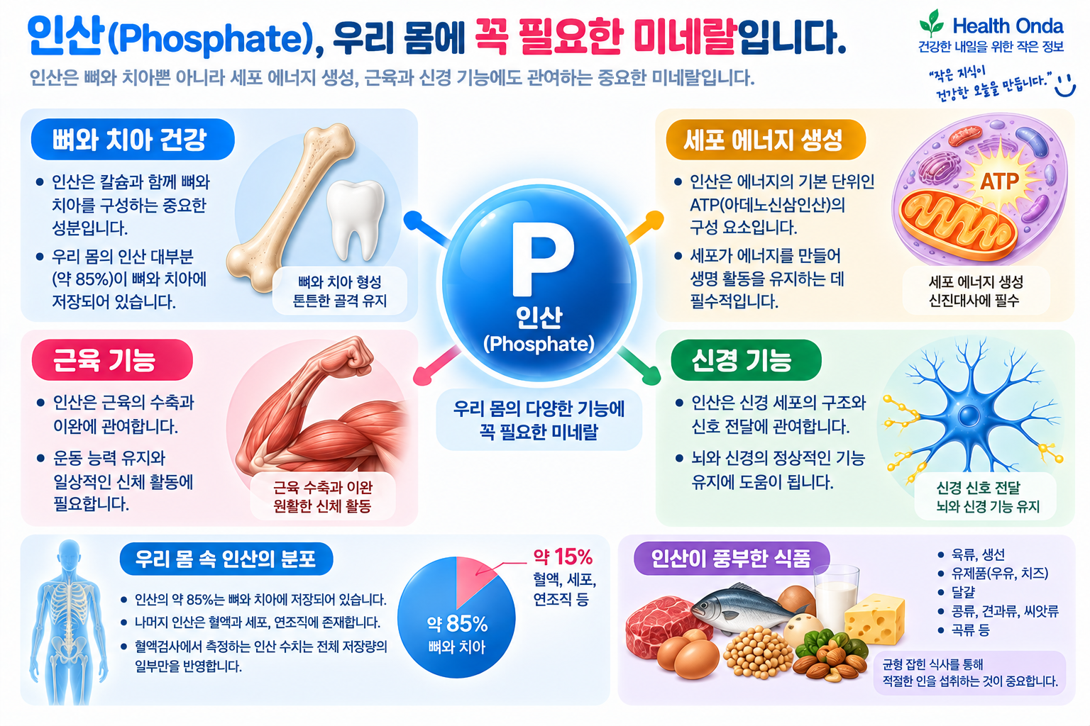 인산의 뼈·치아와 세포 기능을 설명하는 이미지