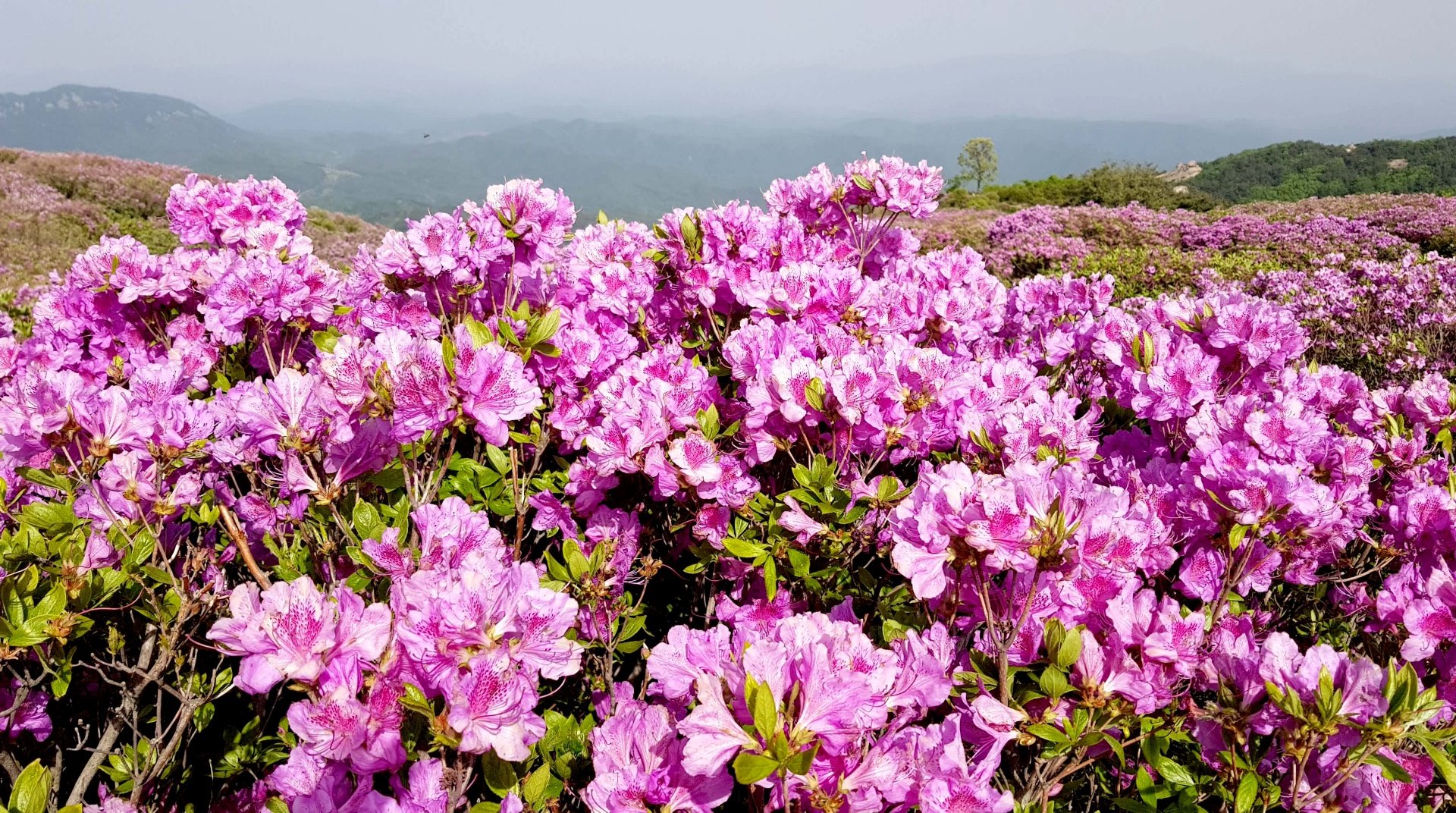 합천 황매산 모산재 철쭉
