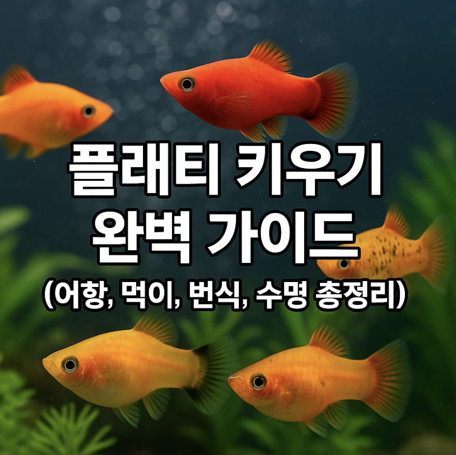 플래티 키우기 완벽 가이드 (어항, 먹이, 번식, 수명 총정리)