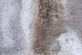 벽지-곰팡이-제거-방법-5