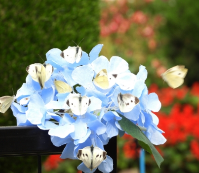 함평나비축제 일정, 초대가수, 입장료 할인정보🦋